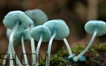 如何判斷生蠔烤熟沒(méi)有？生蠔可以和蘑菇一起吃嗎？