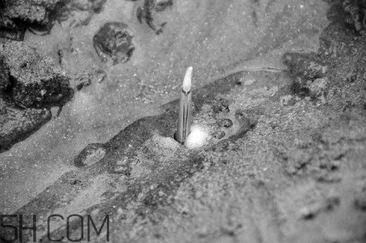 蟶子里面的黑色能吃嗎？蟶子為什么一撒鹽就出來？