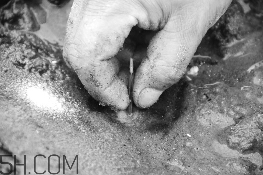 蟶子里面的黑色能吃嗎？蟶子為什么一撒鹽就出來？