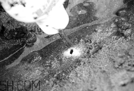 蟶子里面的黑色能吃嗎？蟶子為什么一撒鹽就出來？