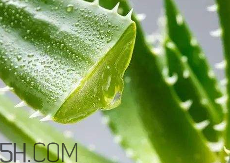 自然樂園蘆薈膠孕婦可以用嗎？自然樂園蘆薈膠使用心得