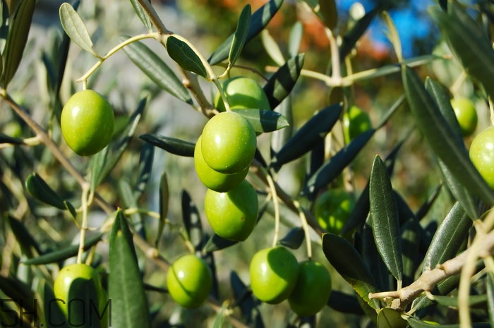 哪些水果吃了能抗氧化？抗氧化的水果有哪些？