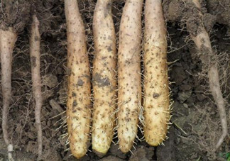 吃山藥對(duì)身體健康有什么好處？吃山藥該注意有什么禁忌？