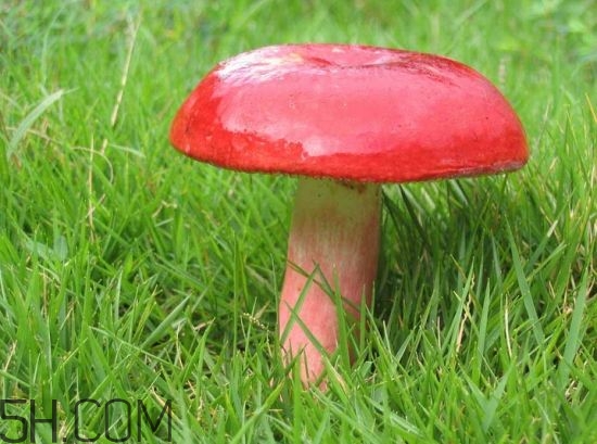 如何鑒別紅菇？紅菇的做法有哪些？