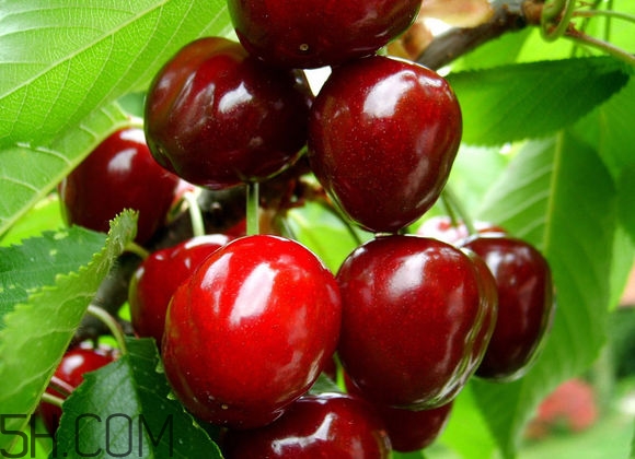 如何挑選車厘子？新鮮車厘子的挑選方法？