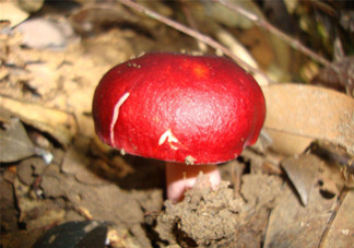 如何鑒別紅菇？紅菇的做法有哪些？