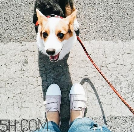 keddo是什么牌子？keddo是什么檔次？