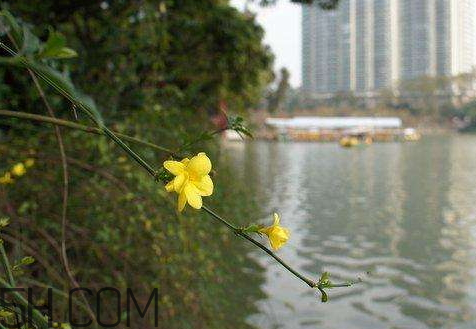 2018年五九什么時(shí)候 2018年五九是哪天 2018年五九什么時(shí)候 2018年五九是哪天