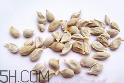 不小心吃了橘子籽怎么辦？橘子籽可以生吃嗎？