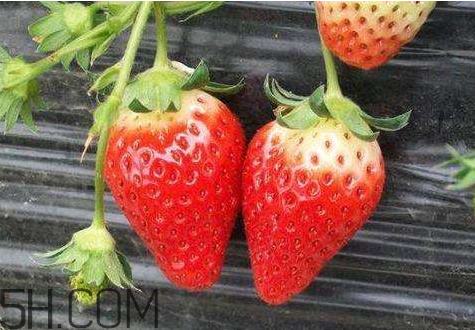 紅顏草莓和奶油草莓哪個(gè)好吃 紅顏草莓與奶油草莓的區(qū)別 紅顏草莓和奶油草莓哪個(gè)好吃 紅顏草莓與奶油草莓的區(qū)別