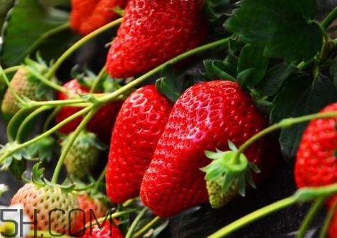 紅顏草莓和奶油草莓哪個(gè)好吃 紅顏草莓與奶油草莓的區(qū)別 紅顏草莓和奶油草莓哪個(gè)好吃 紅顏草莓與奶油草莓的區(qū)別