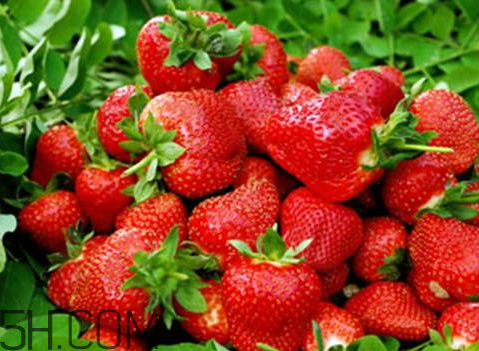 紅顏草莓和奶油草莓哪個(gè)好吃 紅顏草莓與奶油草莓的區(qū)別 紅顏草莓和奶油草莓哪個(gè)好吃 紅顏草莓與奶油草莓的區(qū)別