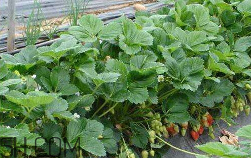 草莓苗多少錢一顆 2018年草莓苗多少錢一顆 草莓苗多少錢一顆 2018年草莓苗多少錢一顆