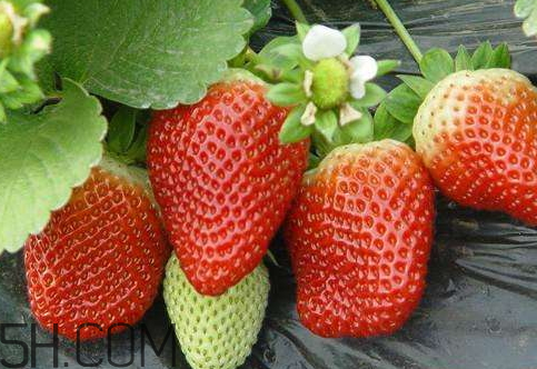 草莓苗多少錢一顆 2018年草莓苗多少錢一顆 草莓苗多少錢一顆 2018年草莓苗多少錢一顆