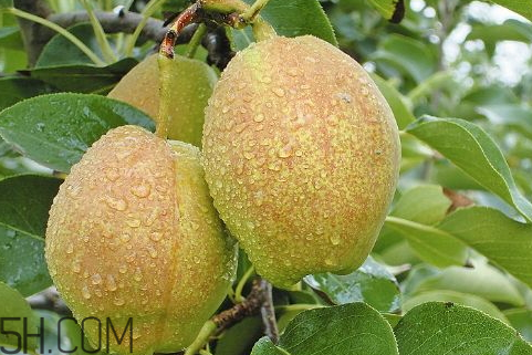 香梨熱量高嗎 香梨的熱量是多少 香梨熱量高嗎 香梨的熱量是多少