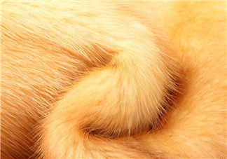 黃金貂是什么？黃金貂和水貂哪個(gè)好？