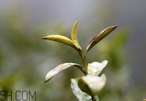 2018年倒春寒是什么時(shí)候 2018年倒春寒會(huì)持續(xù)多久 2018年倒春寒是什么時(shí)候 2018年倒春寒會(huì)持續(xù)多久