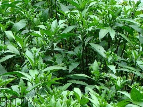 流鼻血喝板藍(lán)根有用嗎？什么樣的流鼻血適合喝板藍(lán)根？