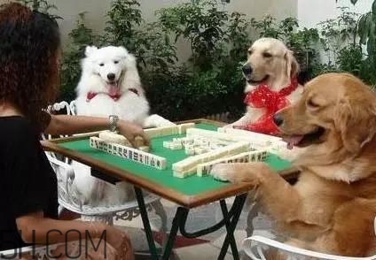 血流成河換棋牌技巧 血流成河換棋牌怎么玩 血流成河換棋牌技巧 血流成河換棋牌怎么玩