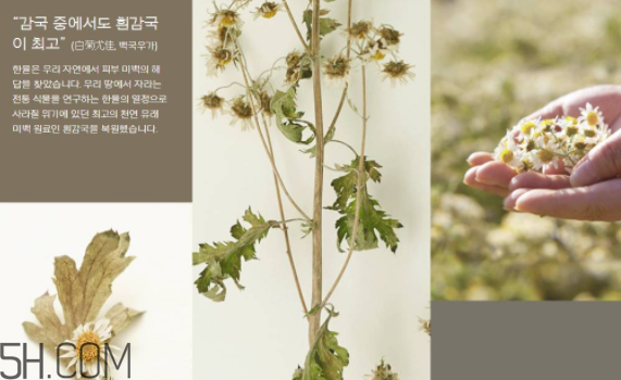 韓律護(hù)膚品怎么樣？韓律全系列介紹