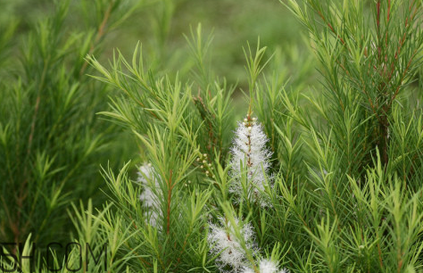 茶樹(shù)精油可以直接涂在臉上嗎？茶樹(shù)精油的功效與作用？