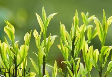 茶樹(shù)精油可以直接涂在臉上嗎？茶樹(shù)精油的功效與作用？