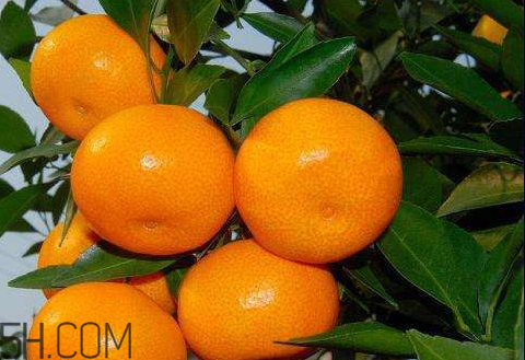 黃巖蜜桔好還是涌泉好 黃巖蜜桔和涌泉蜜桔有什么區(qū)別 黃巖蜜桔好還是涌泉好 黃巖蜜桔和涌泉蜜桔有什么區(qū)別