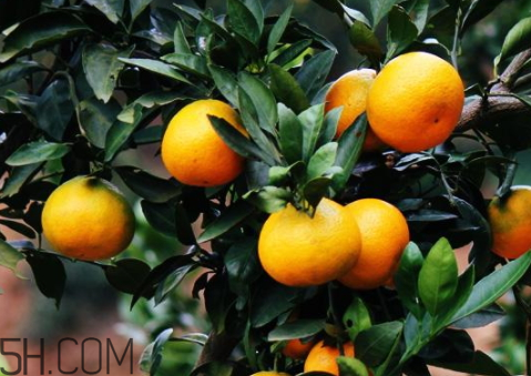 黃巖蜜桔好還是涌泉好 黃巖蜜桔和涌泉蜜桔有什么區(qū)別 黃巖蜜桔好還是涌泉好 黃巖蜜桔和涌泉蜜桔有什么區(qū)別