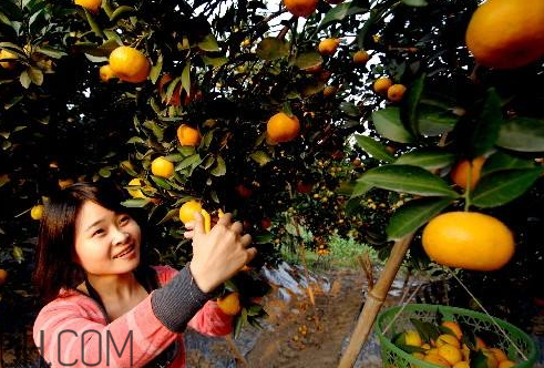 黃巖蜜桔好還是涌泉好 黃巖蜜桔和涌泉蜜桔有什么區(qū)別 黃巖蜜桔好還是涌泉好 黃巖蜜桔和涌泉蜜桔有什么區(qū)別