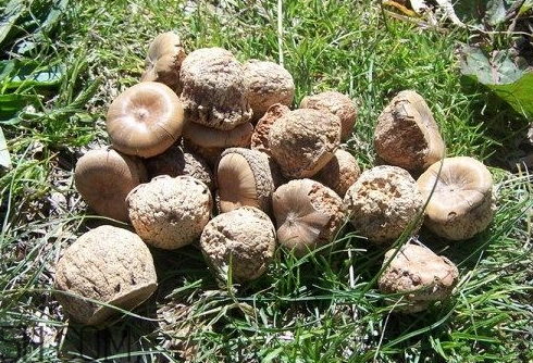 風(fēng)流果可以直接吃嗎 風(fēng)流果能生吃嗎 風(fēng)流果可以直接吃嗎 風(fēng)流果能生吃嗎