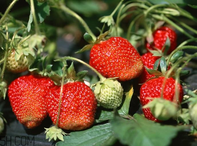 草莓和蝦能一起吃嗎？吃完蝦多久能吃草莓？