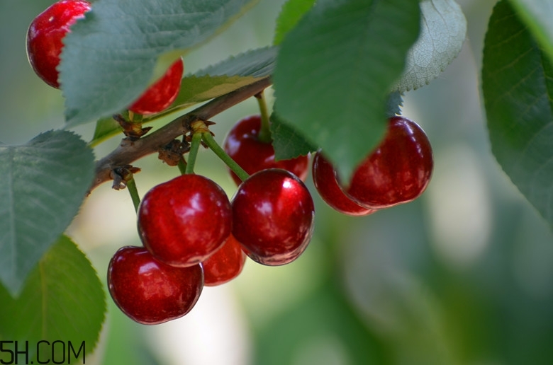 咽喉炎能吃什么水果？咽喉炎的癥狀有哪些？