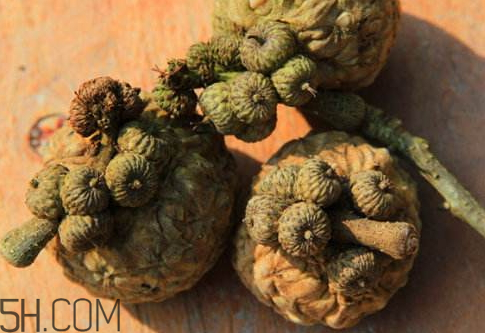 壯陽(yáng)果和什么能配一起 壯陽(yáng)果和什么泡酒最好 壯陽(yáng)果和什么能配一起 壯陽(yáng)果和什么泡酒最好