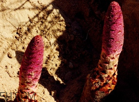 鎖陽多少錢一斤 鎖陽多少錢一斤2018 鎖陽多少錢一斤 鎖陽多少錢一斤2018