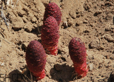 鎖陽多少錢一斤 鎖陽多少錢一斤2018 鎖陽多少錢一斤 鎖陽多少錢一斤2018