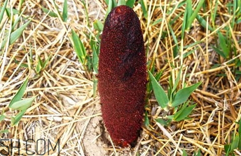 鎖陽多少錢一斤 鎖陽多少錢一斤2018 鎖陽多少錢一斤 鎖陽多少錢一斤2018