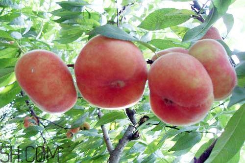 蟠桃的營養(yǎng)價(jià)值有哪些？蟠桃的吃法有哪些？