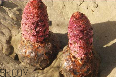 肉蓯蓉是什么味道 肉蓯蓉為什么是咸的 肉蓯蓉是什么味道 肉蓯蓉為什么是咸的