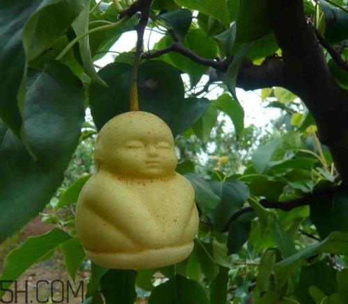 女人吃人參果有哪些好處？人參果的營養(yǎng)價(jià)值是什么？