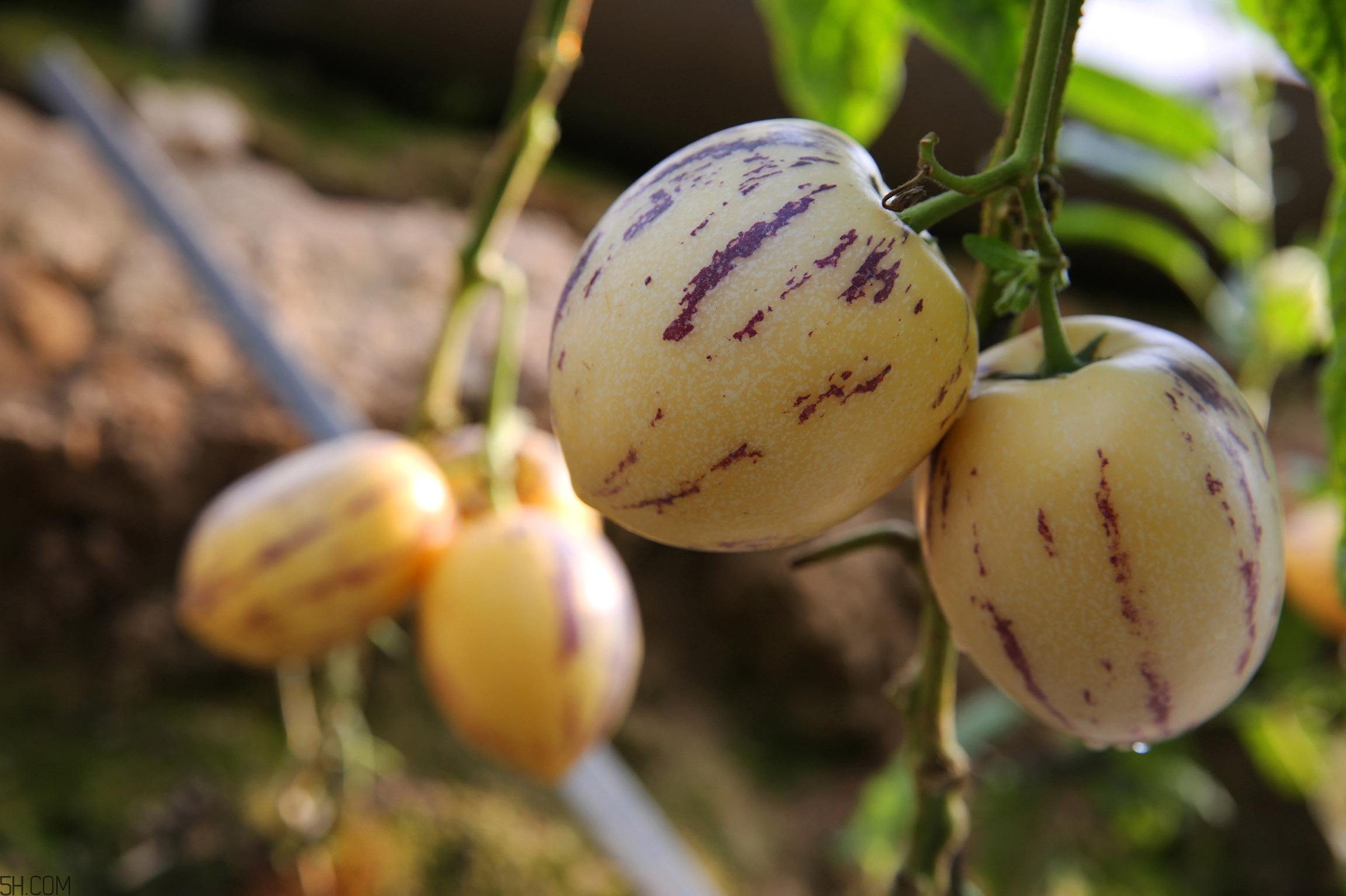 女人吃人參果有哪些好處？人參果的營養(yǎng)價(jià)值是什么？