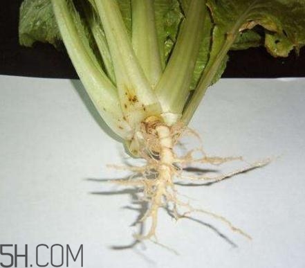 香菜根煮水怎么煮？香菜根煮水喝幾天見(jiàn)效？