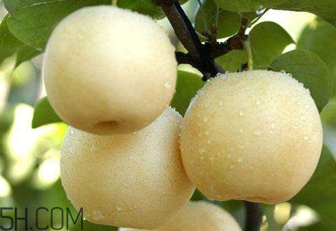 皇冠梨怎么儲(chǔ)存 皇冠梨能放多久