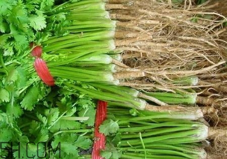 香菜根煮水能治濕疹嗎？香菜根煮水孕婦能喝嗎？