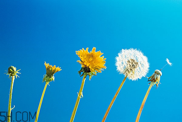 蒲公英放久了還能喝嗎 蒲公英發(fā)霉了還能喝嗎 蒲公英放久了還能喝嗎 蒲公英發(fā)霉了還能喝嗎