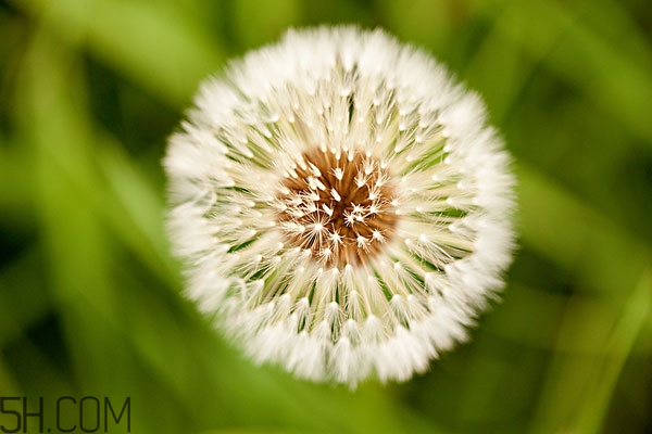 蒲公英放久了還能喝嗎 蒲公英發(fā)霉了還能喝嗎 蒲公英放久了還能喝嗎 蒲公英發(fā)霉了還能喝嗎