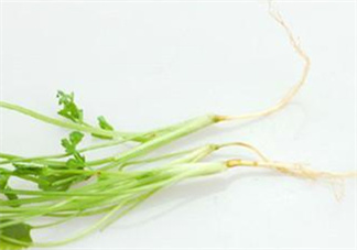 香菜根煮水怎么煮？香菜根煮水喝幾天見效？