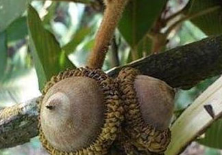 風(fēng)流果怎么種植 壯陽果怎么種植