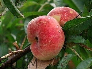 蟠桃怎么挑選？蟠桃怎么保鮮？