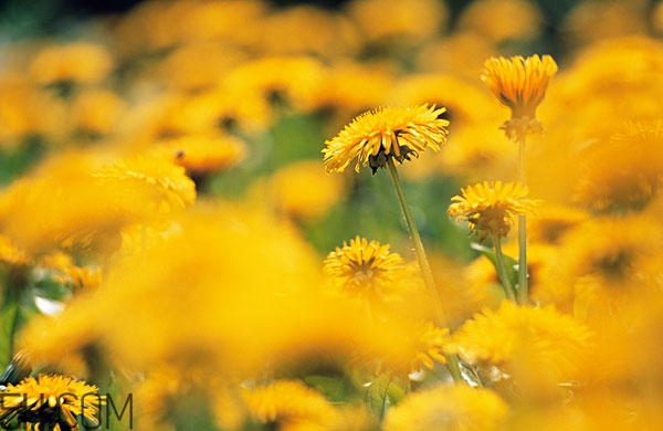 蒲公英放久了還能喝嗎 蒲公英發(fā)霉了還能喝嗎 蒲公英放久了還能喝嗎 蒲公英發(fā)霉了還能喝嗎