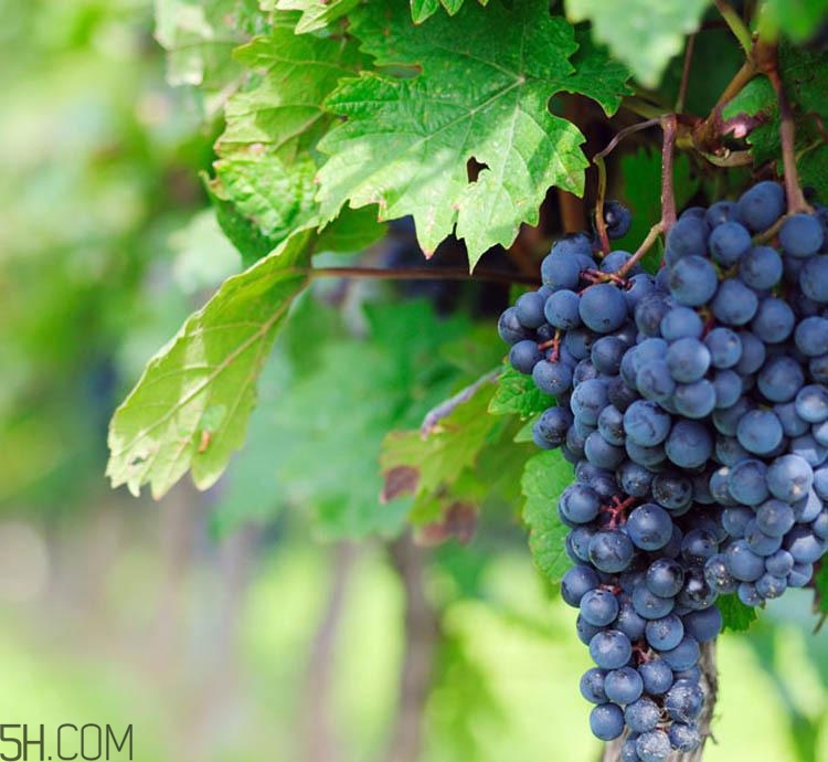 老年人吃葡萄有哪些好處？吃葡萄的注意事項(xiàng)是什么？